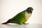 Captive Pet green cheeked conure