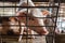 A captive pig looks out from his cage in Nga Bay, Vietnam