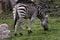 Captive plains zebra Equus quagga