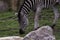 Captive plains zebra Equus quagga