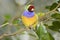 Captive red-headed phase Gouldian finch