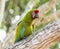 Captive Released Military Macaw Ara militaris Perched on a Branch in a Tree in Jalisco, Mexico