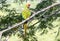 Captive Released Military Macaw Ara militaris Perched on a Branch in a Tree in Jalisco, Mexico