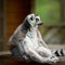 a captive sitting alert ring-tailed lemur, lemur catta