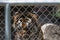 Captive tiger looking through a fence.