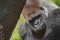 Captive western lowland gorilla