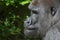 Captive western lowland gorilla