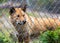 A captive wild Dingo behind cage bars in the Walkabout Wildlife Park, New South Wales, Australia