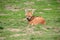 Captive wolf-wolf lying on the grass