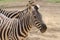Captive zebras posing against background
