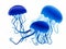Capture the Beauty of a Jellyfish in Watercolor Illustration: A Medusa Painting on a White Background.