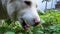 Capture the charm of a domesticated White Himalayan Shepherd Dog in Uttarakhand, India, indulging in a healthy feast of green