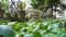 Capture the charm of a domesticated White Himalayan Shepherd Dog in Uttarakhand, India, indulging in a healthy feast of green