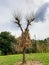 Capture of corn stalk kept on the Y shape dry tree for stock for cows grass