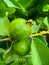 Capture of guavas hanging on the tree's branch. Hanging guava fruit. Close up of guavas