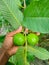 Capture of guavas hanging on the tree& x27;s branch. Hanging guava fruit. Close up of guavas