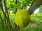 Capture of guavas hanging on the tree's branch. Hanging guava fruit. Close up of guavas