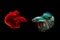Capture the moving moment of golden copper siamese fighting fish and red betta fish isolated on black background. Betta fish