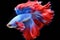 Capture the moving moment of red blue siamese fighting fish on black background.
