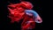 Capture the moving moment of red siamese fighting fish isolated on black background. Betta fish. Generative AI