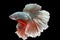 Capture the moving moment of white siamese fighting fish isolate