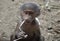 A capture of a small monkey playing with a straw