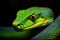 Capture the striking beauty of a green snake with a black background in this captivating wildlife photograph, Trimeresurus macrops