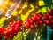 Capture the vibrant colors and textures of the ripe red coffee.Generative AI