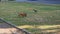 Captured behavior of a gray-black crow and a fawn French bulldog in a grassy field.