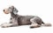 Captured in a moment of repose, a Bedlington Terrier lies down, its soft coat and peaceful expression set against a pure