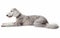 Captured in a moment of repose, a Bedlington Terrier lies down, its soft coat and peaceful expression set against a pure