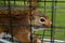 Captured red squirrel caught in a live cage