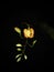 Captured tamarined flower at night