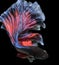 Captures Movements of Siamese Fighting Fish