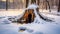 Capturing The Beauty Of Snow Hollow Stump In Hd Photography
