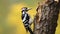 Capturing the Downy Woodpecker in Its Natural Act of Pecking Tree Bark. Generative AI
