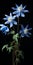 Capturing The Essence Of Nature: Two Blue Flowers On A Black Background