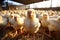 Capturing the Essence of Poultry Production and Chicken Breeding with Chickens on a Farm. created with Generative AI