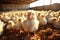 Capturing the Essence of Poultry Production and Chicken Breeding with Chickens on a Farm. created with Generative AI