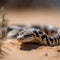 Capturing the Indian Sand Boa in Sharp Detail