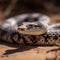 Capturing the Indian Sand Boa in Sharp Detail