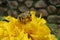 Capturing nature at its best with a beautiful honey bee on a blooming yellow chrysanthemum flower