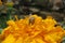 Capturing nature at its best with a beautiful honey bee pollinating an orange chrysanthemum flower in bloom