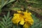 Capturing nature at its best with a beautiful honey bee pollinating a yellow chrysanthemum flower in bloom