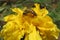 Capturing nature at its best with a beautiful honey bee pollinating a yellow chrysanthemum flower in bloom