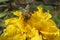 Capturing nature at its best with a beautiful honey bee pollinating a yellow chrysanthemum flower in bloom