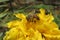 Capturing nature at its best with a beautiful honey bee pollunating a blooming yellow chrysanthemum flower