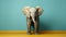 Capturing Wes Anderson-inspired Minimalist Photography Of A Cute Elephant