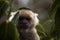 Capucchin Monkey behind leaf