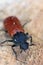 Capuchin beetle (latin name: Bostrichus capucinus - Bostrychidae) - insect sitting on oak wood.